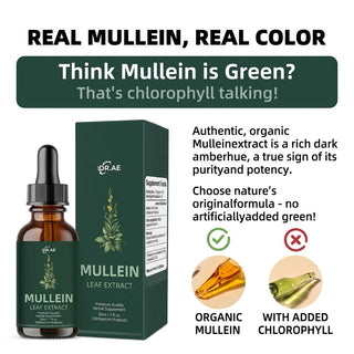 Gluten Free Mullein Tincture With Chlorophyll Alcohol-Free For Respiratory Support And Detox | Northrop